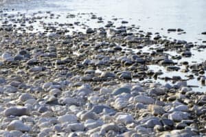 Fiume Piave sassi e varie
