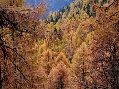 Lago di Calaita Lagorai Canal San Bovo Foto 120