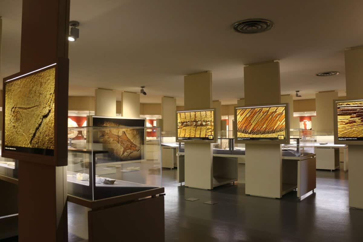 museo fossili interno